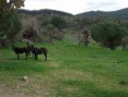 /album/soke%20ovac%c4%b1k%20foto%c4%9fraflar%c4%b1/aralik-ovacik-atlar-jpg/