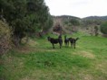 /album/soke%20ovac%c4%b1k%20foto%c4%9fraflar%c4%b1/aralik-ovacik-atlar1-jpg/