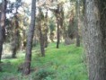 /album/soke%20ovac%c4%b1k%20foto%c4%9fraflar%c4%b1/aralik-ovacik-camlar-jpg/