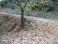 /album/soke%20ovac%c4%b1k%20foto%c4%9fraflar%c4%b1/aralik-ovacik-sonbaharda-cinarlar-jpg/