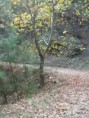 /album/soke%20ovac%c4%b1k%20foto%c4%9fraflar%c4%b1/aralik-ovacik-sonbaharda-cinarlar1-jpg/