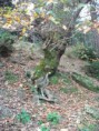 /album/soke%20ovac%c4%b1k%20foto%c4%9fraflar%c4%b1/aralik-ovacik-sonbaharda-cinarlar2-jpg/