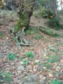 /album/soke%20ovac%c4%b1k%20foto%c4%9fraflar%c4%b1/aralik-ovacik-sonbaharda-cinarlar3-jpg/