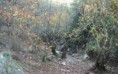 /album/soke%20ovac%c4%b1k%20foto%c4%9fraflar%c4%b1/aralik-ovacik-sonbaharda-cinarlar4-jpg/