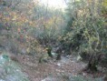 /album/soke%20ovac%c4%b1k%20foto%c4%9fraflar%c4%b1/aralik-ovacik-sonbaharda-cinarlar5-jpg/