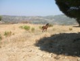 /album/resim-galerisi/zembil-dorutay-jpg/