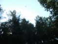 /album/resim-galerisi/zembil-kartal-jpg/