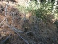 /album/resim-galerisi/zembil-kozalaklar1-jpg/