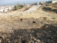 /album/resim-galerisi/zembil-soke3-jpg/