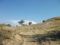 /album/resim-galerisi/zembil-tarla-jpg/